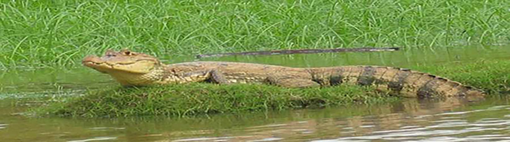 Pontoon Caño Negro Boat Tour Tour 7