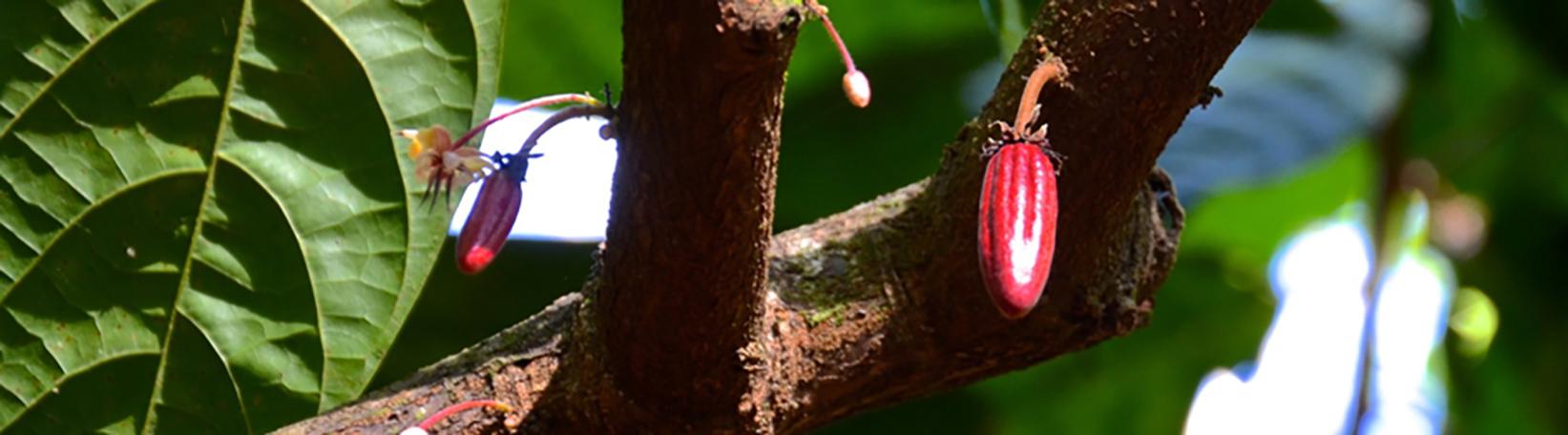 Rainforest Chocolate Tour Costa Rica Tour 1