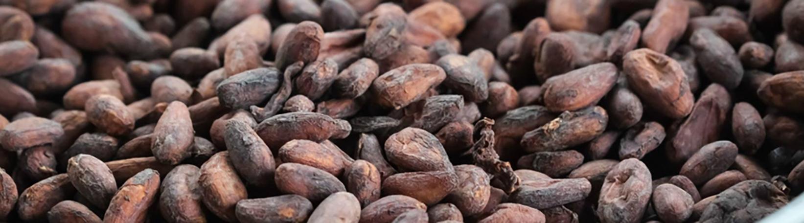 Rainforest Chocolate Tour Costa Rica Tour 4