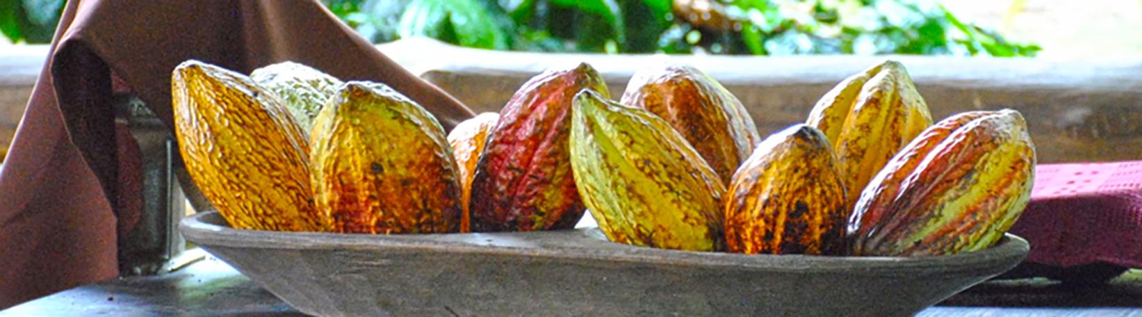 Rainforest Chocolate Tour Costa Rica Tour 6