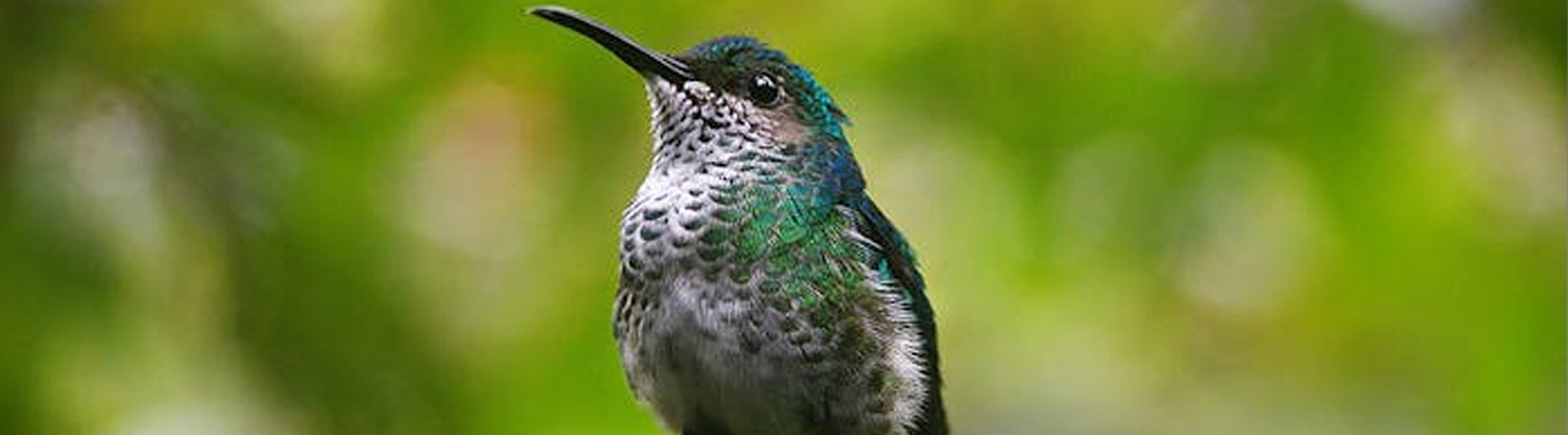 Sloths & Birds Nature Walk Tour 1