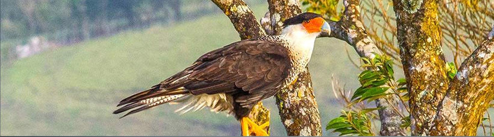 Sloths & Birds Nature Walk Tour 2