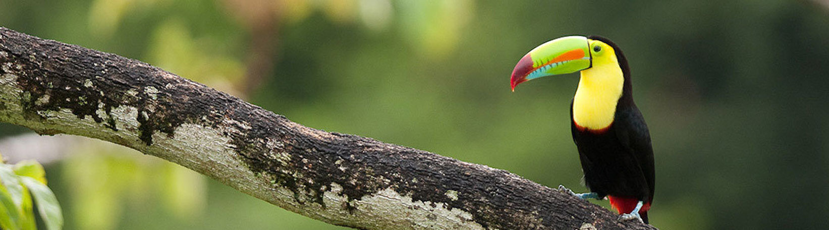 Sloths & Birds Nature Walk Tour 3
