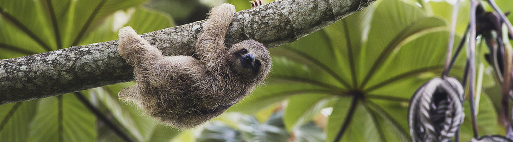 Sloths & Birds Nature Walk Tour 4