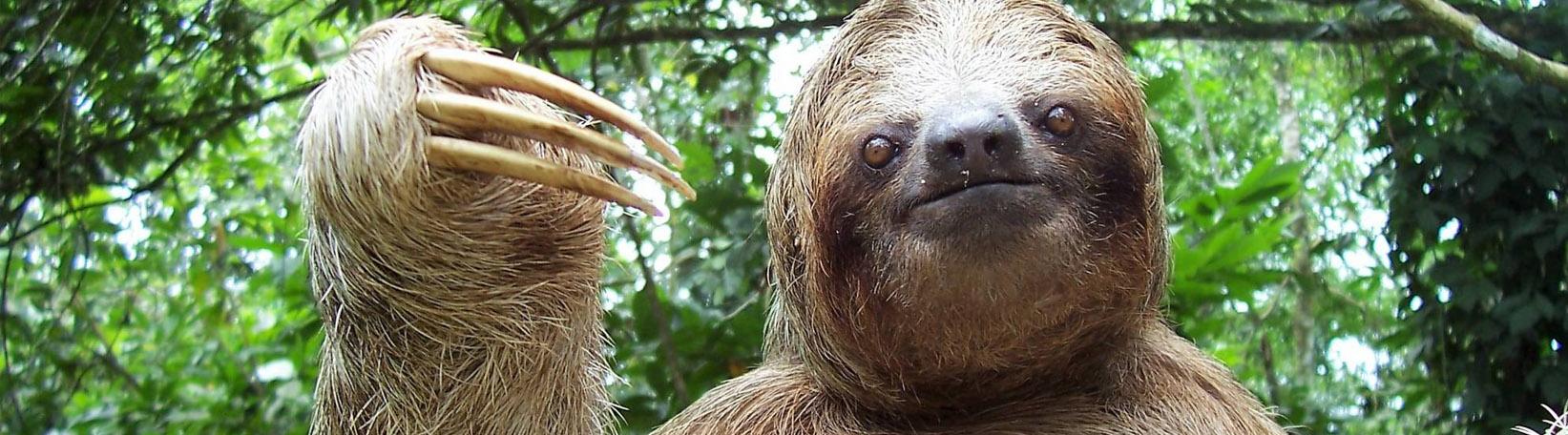 Sloths & Birds Nature Walk Tour 5