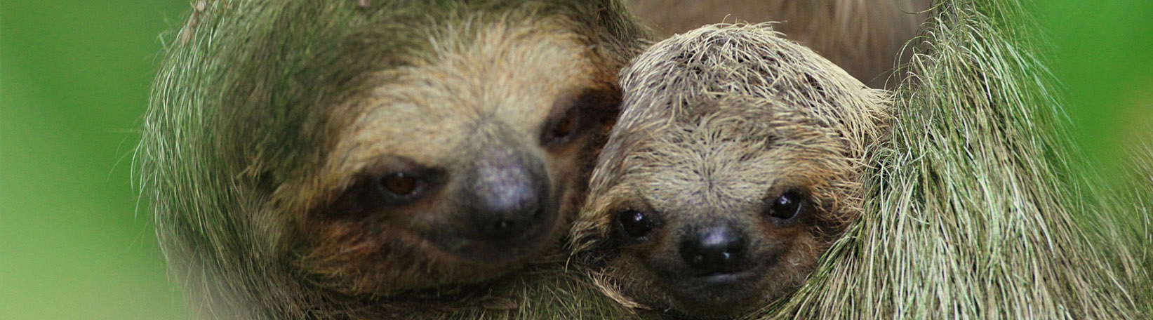 Sloths & Birds Nature Walk Tour 6