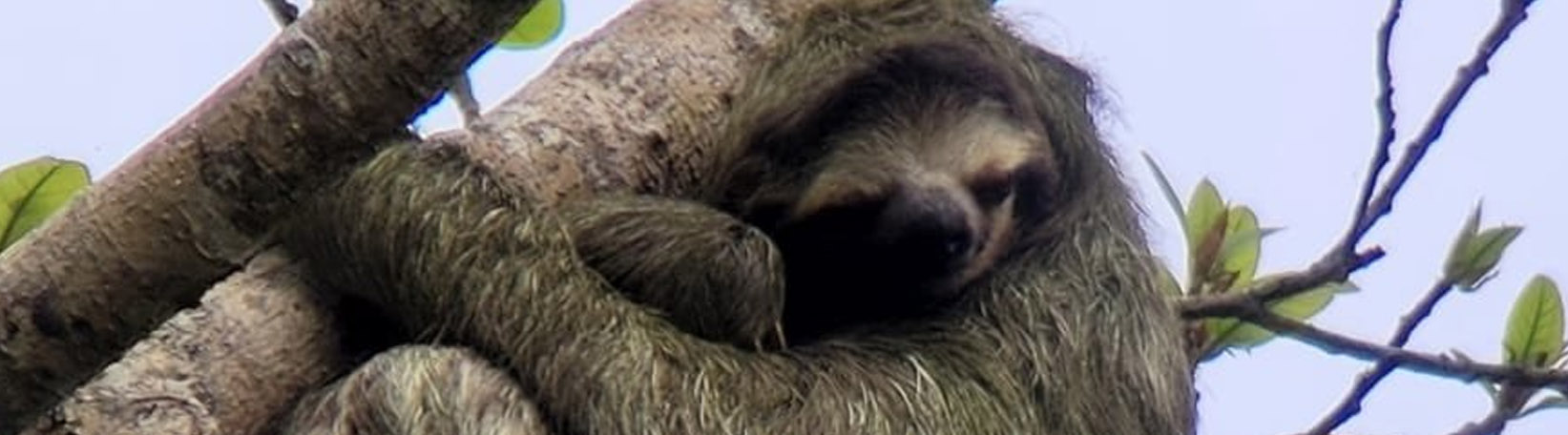 Sloths & Birds Nature Walk Tour 7