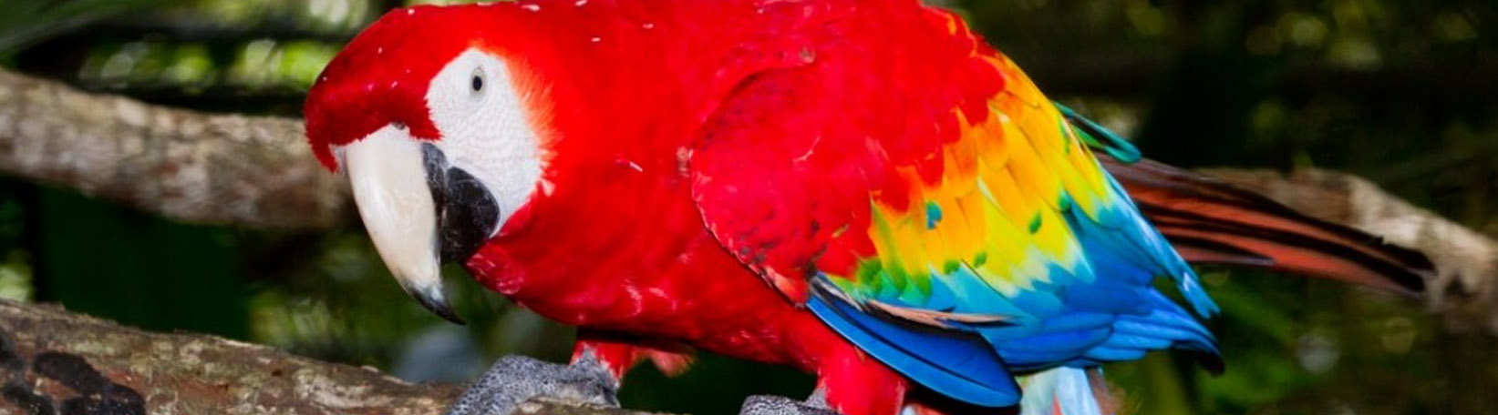 Sloths & Birds Nature Walk Tour 8