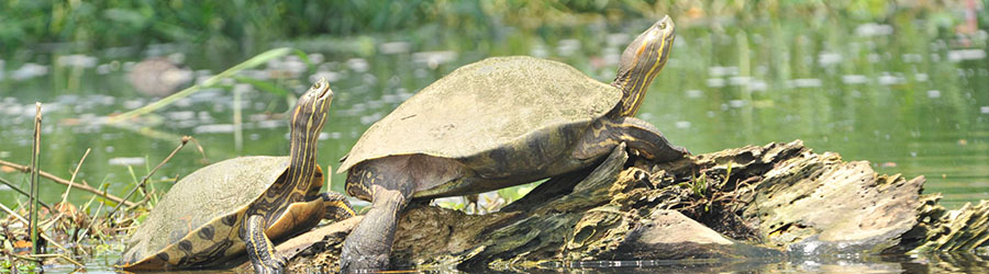 Smart Connections Deals Tortuguero 2 Days Tour 3