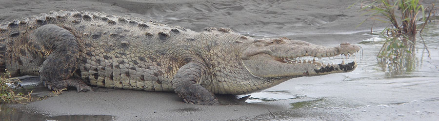 Smart Connections Deals Tortuguero 2 Days Tour 4