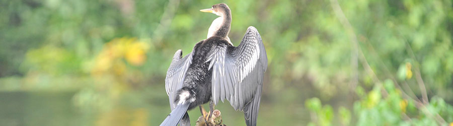 Smart Connections Deals Tortuguero 2 Days Tour 6