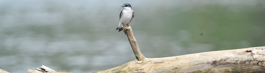 Smart Connections Deals Tortuguero 2 Days Tour 7