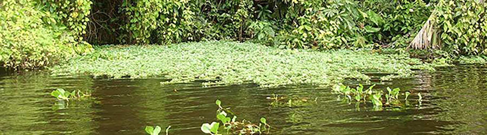 Tortuguero Costa Rica 2 Day Expedition Tour 2