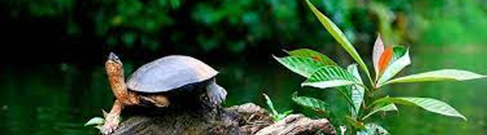 Tortuguero Overnight + Pacuare River Rafting from Arenal Tour 4