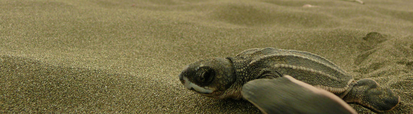 Tortuguero Overnight + Pacuare River Rafting from Arenal Tour 5