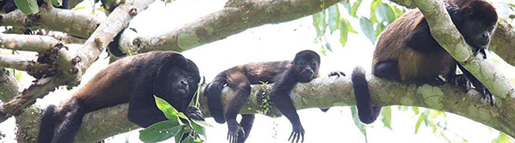 Chato & Arenal: Two Volcano Extreme Hike Tour 8