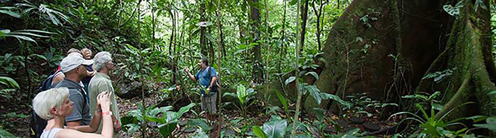 Veragua Rainforest Aerial Tram and Nature Park Tour 3