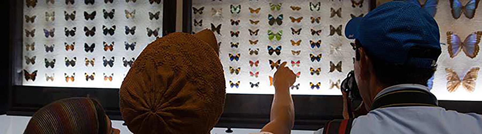 Veragua Rainforest Aerial Tram and Nature Park Tour 7