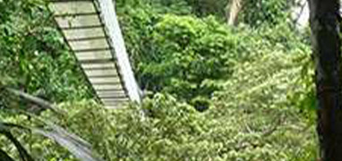 Arenal Hanging Bridges