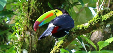 Bird Watching Mistico Hanging Bridges