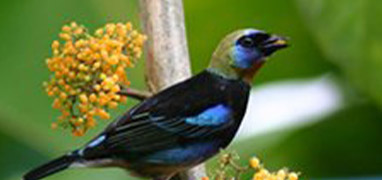Birdwatching Near Arenal Volcano