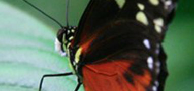 Butterfly Garden at Danaus Eco-Center