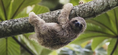 Sloths & Birds Nature Walk