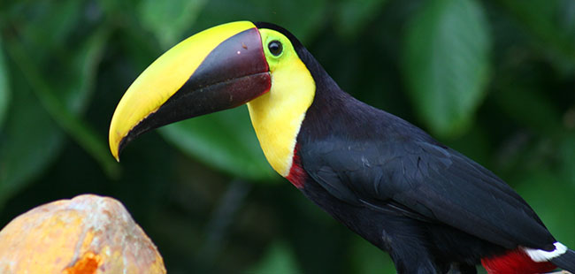 La Guaria Farm ATV Tour
